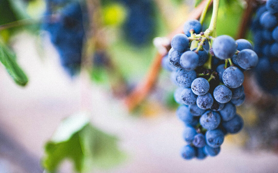 Azienda Vinicola