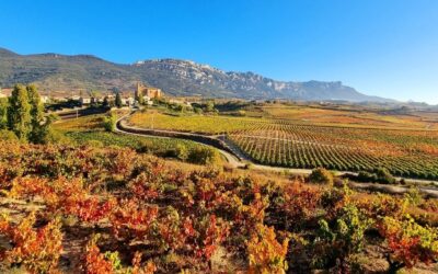 Spanish Roots: Where Tradition Meets Sustainable Innovation